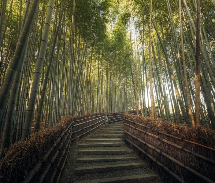 Bamboo Forest, Japan