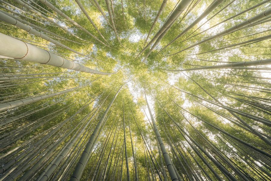 Bamboo Forest, Japan