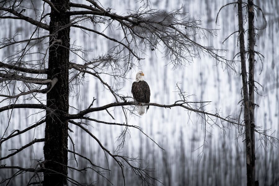 Eagle, Peace Region