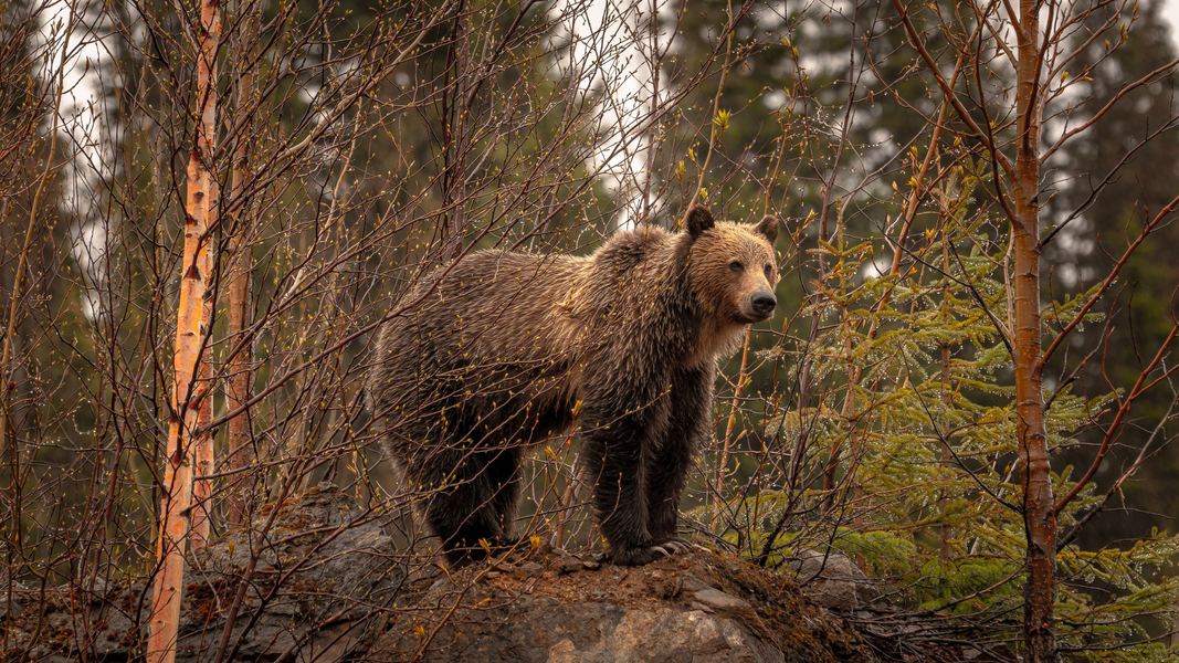 Grizzly Bear, Canadian Rockies