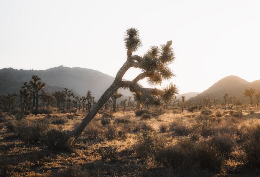 Joshua Tree, America