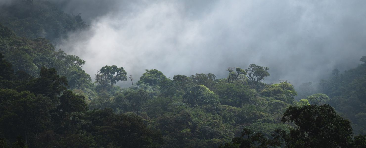 Jungles of Costa Rica, America