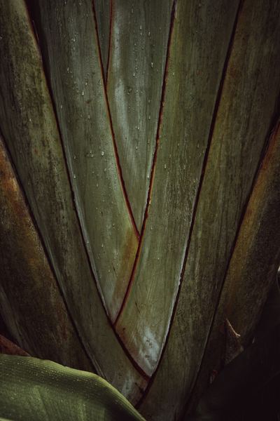 Leaf Lines, America