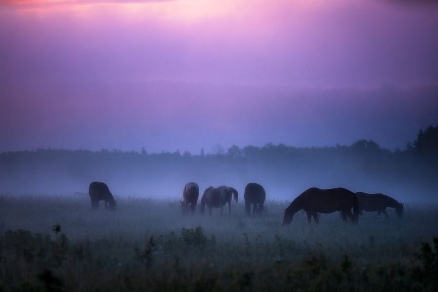 Morning Mist, Peace Region