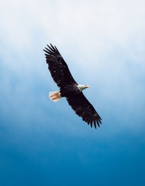 Nootka Eagle, Pacific Northwest