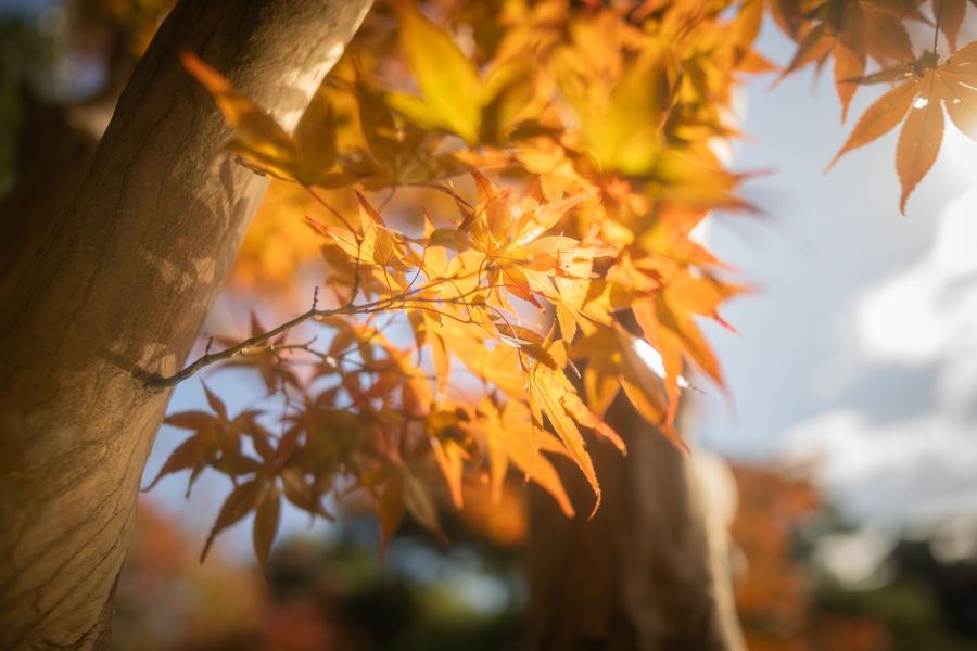 Orange Maples, Japan