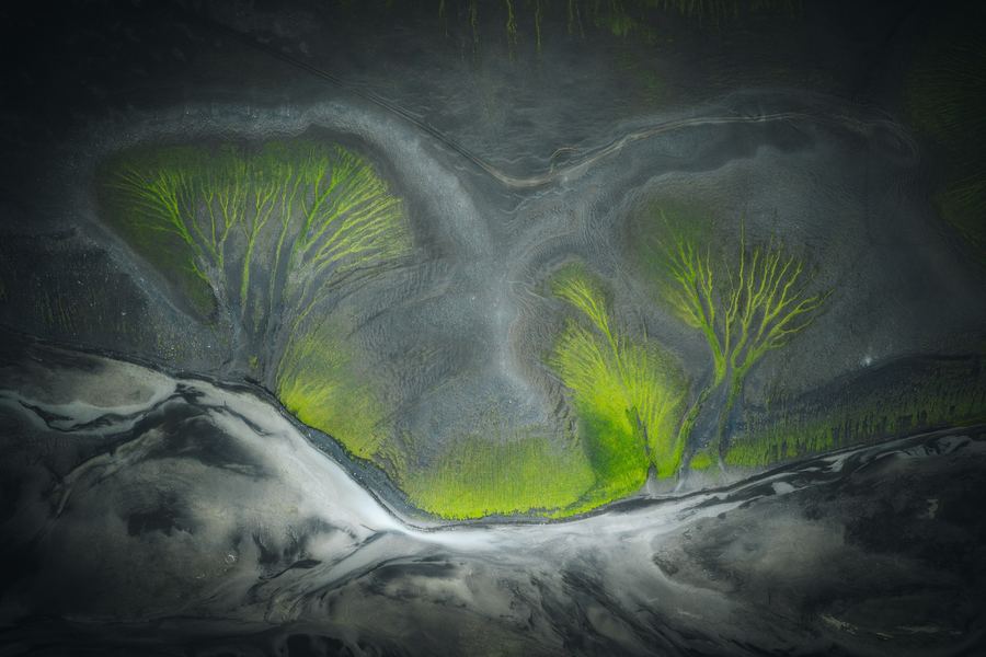 Trees of Life, Iceland