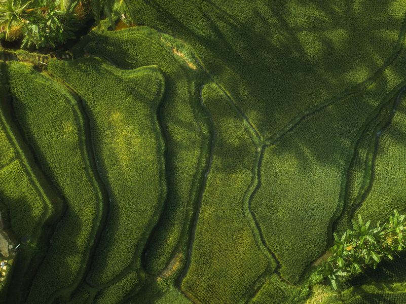 Ubud Rice Terrace, South East Asia