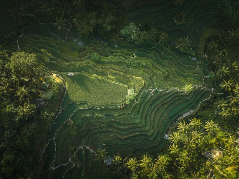Ubud Rice Terrace, South East Asia