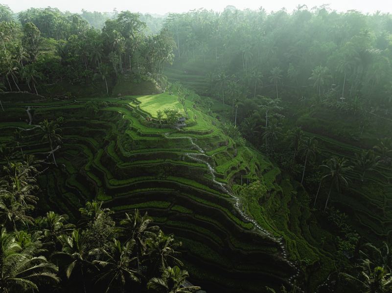 Ubud Rice Terrace, South East Asia