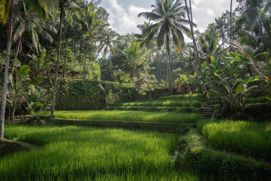 Ubud Rice Terraces, South East Asia
